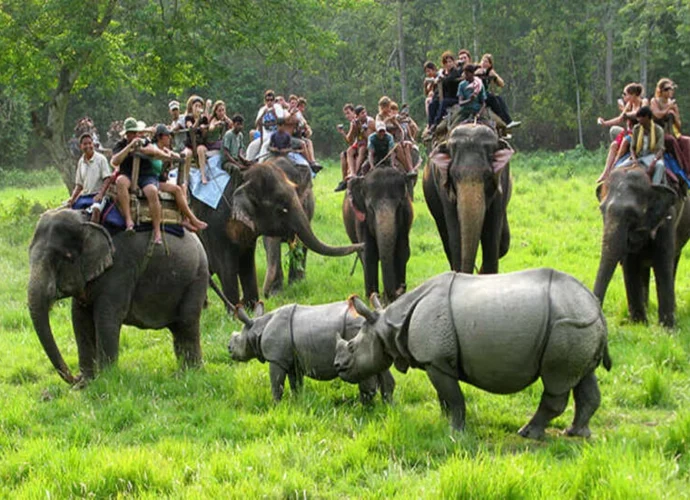 Chitwan National Park Safari